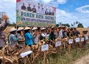 Panen Raya Jagung di Lobu Mandiri, Wabup Abdul Sahid Tegaskan Komitmen Ketahanan Pangan Parimo