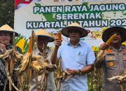 Panen Jagung Serentak, Bupati Erwin Perkuat Ketahanan Pangan Parimo