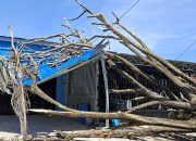 Anak Usia 4 Tahun Meninggal Dunia Tertimpa Pohon Tumbang Di Kelurahan Kampal