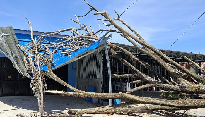 Anak Usia 4 Tahun Meninggal Dunia Tertimpa Pohon Tumbang Di Kelurahan Kampal